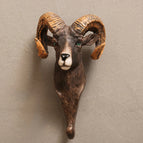 Argali
