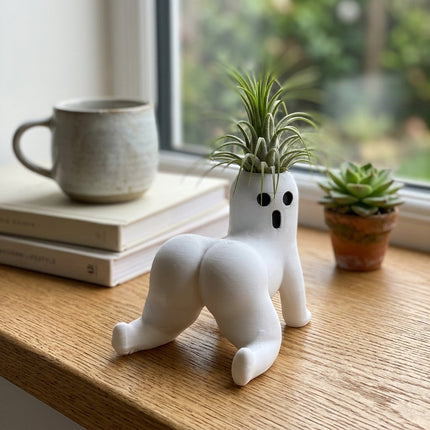 Teasing Ghost Plant Mini Vase