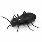 Ant