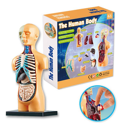 Educational Human Body Interactive Toy