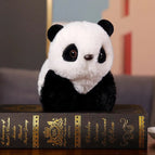 panda b