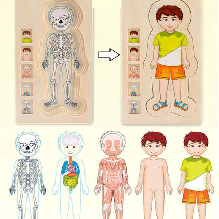 Anatomy Explorer Interactive Human Body Toy