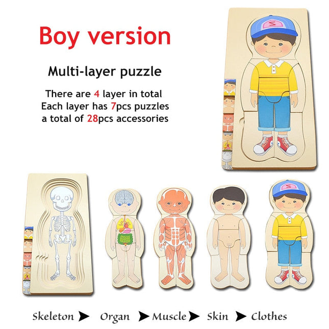 Anatomy Explorer Interactive Human Body Toy