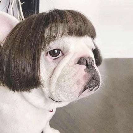 Auntie Style Funny Pet Wig