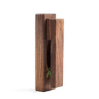Black walnut