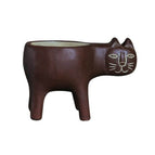 Brown Cat