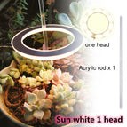 1 head Sun White