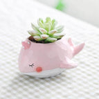 Pink Whale